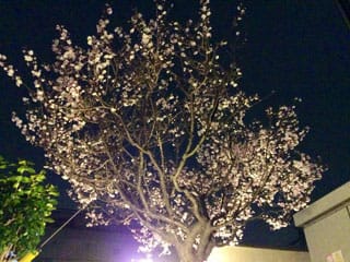 桜