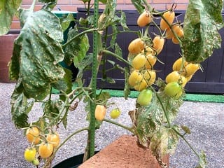 黄色小玉トマト