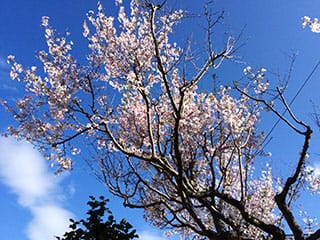 桜　小彼岸