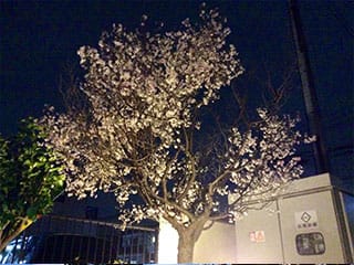 桜　小彼岸