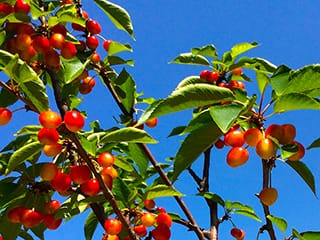 さくらんぼ 紅きらり