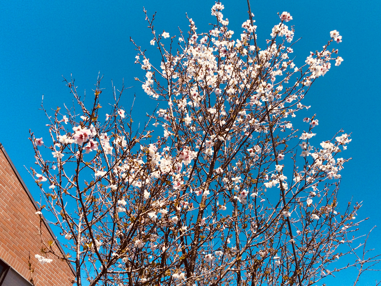 桜　小彼岸