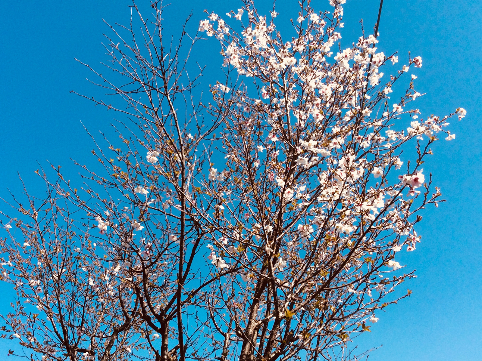 桜　小彼岸