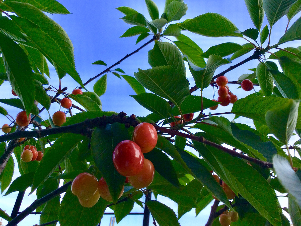 さくらんぼ　紅きらり