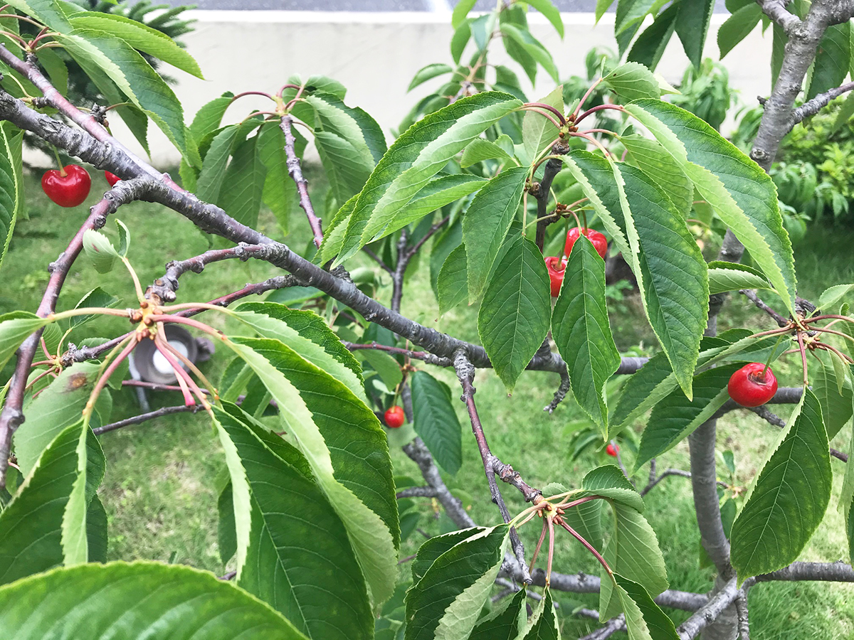 さくらんぼ　紅きらり