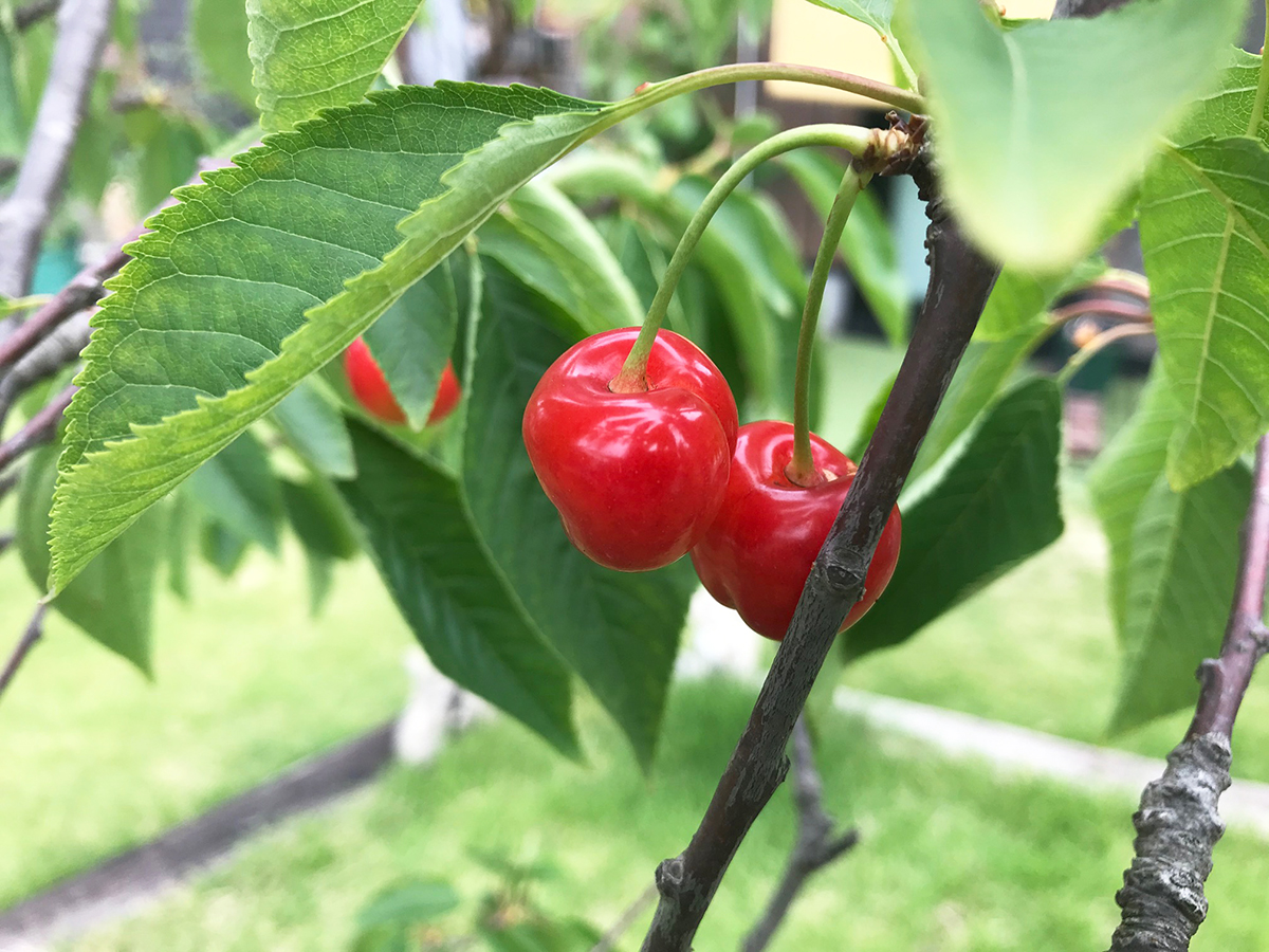 さくらんぼ　紅きらり