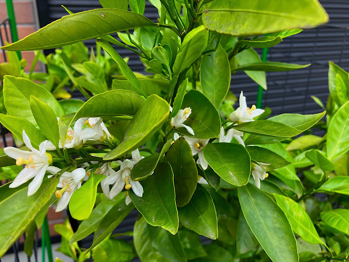 みかんの花2