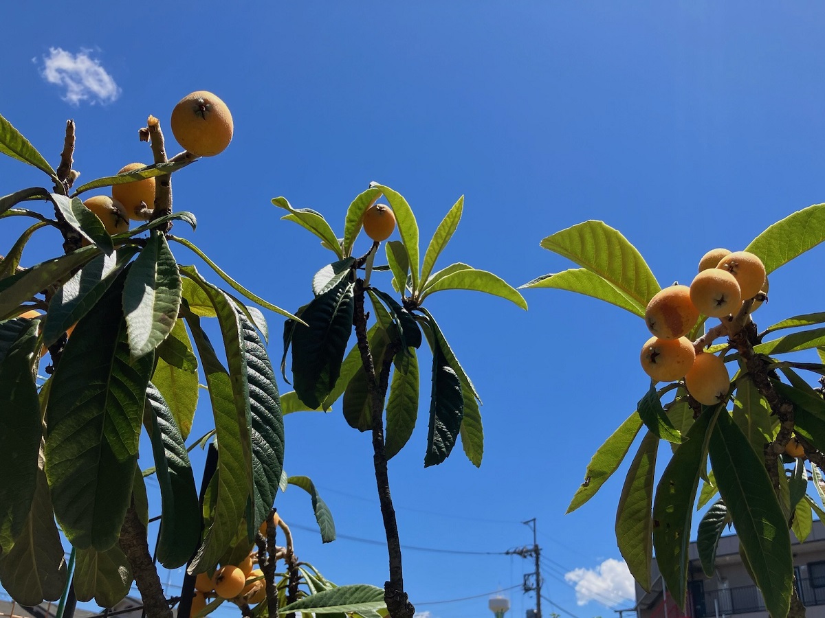 枇杷　田中