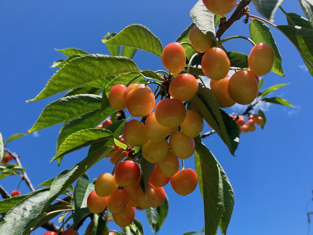 さくらんぼ　紅きらり