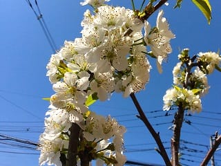 さくらんぼ　紅きらり